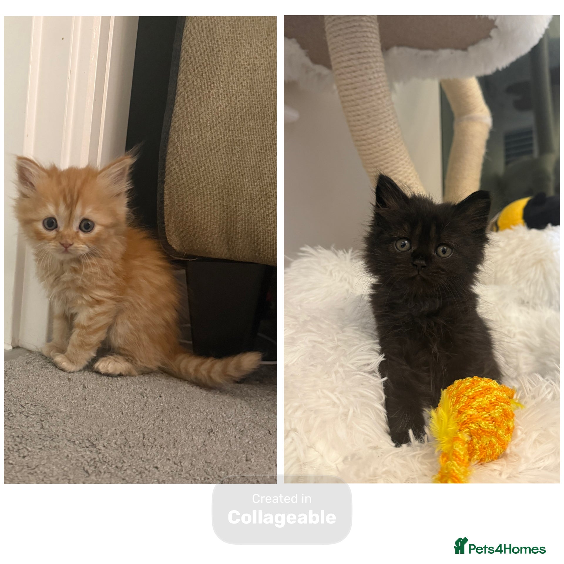 Mixed Breed cats Long haired Himalayan cross kittens - Advert 1