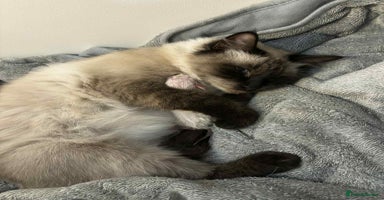 Ragdoll cats - Advert 2