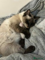 Ragdoll cats - Advert 1