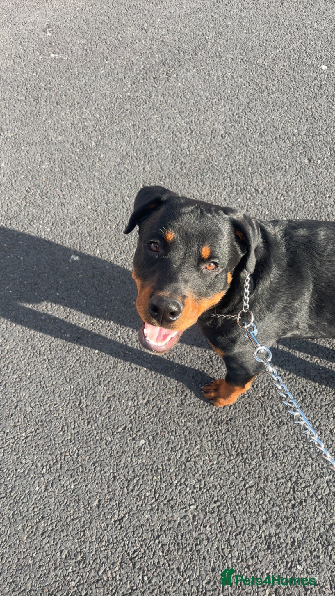 Rottweiler dogs Rottweiler puppy - male - Advert 1