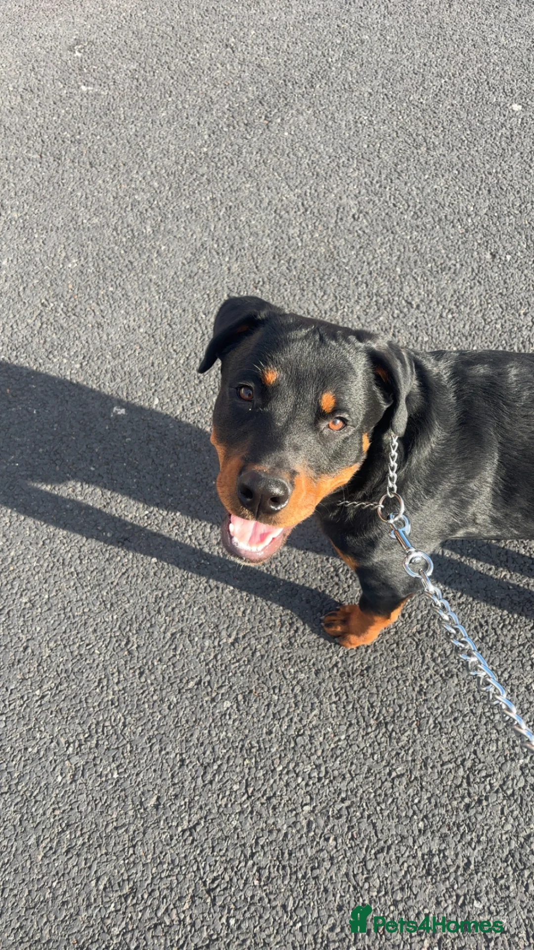 Rottweiler dogs for sale: Rottweiler puppy - male in Scarborough - Advert 1