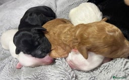 Australian Labradoodle dogs for sale: 6 Gorgeous Australian Labradoodle Puppies - Image 9