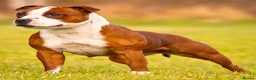 Staffordshire Bull Terrier dogs for sale: Top quality red and white sbt puppies in Liverpool - Advert 5