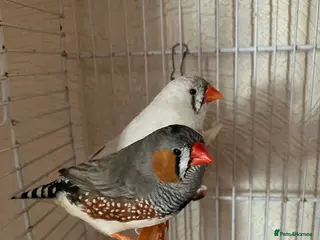 Budgerigars birds Pair of finches - Advert 18