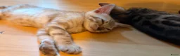 Bengal cats for sale: Tica Registered Bengal Kittens - Snow and Brown - Advert 7