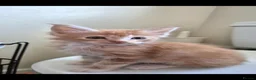 Maine Coon cats for sale: TICA Registered Maine Coons! - Advert 3