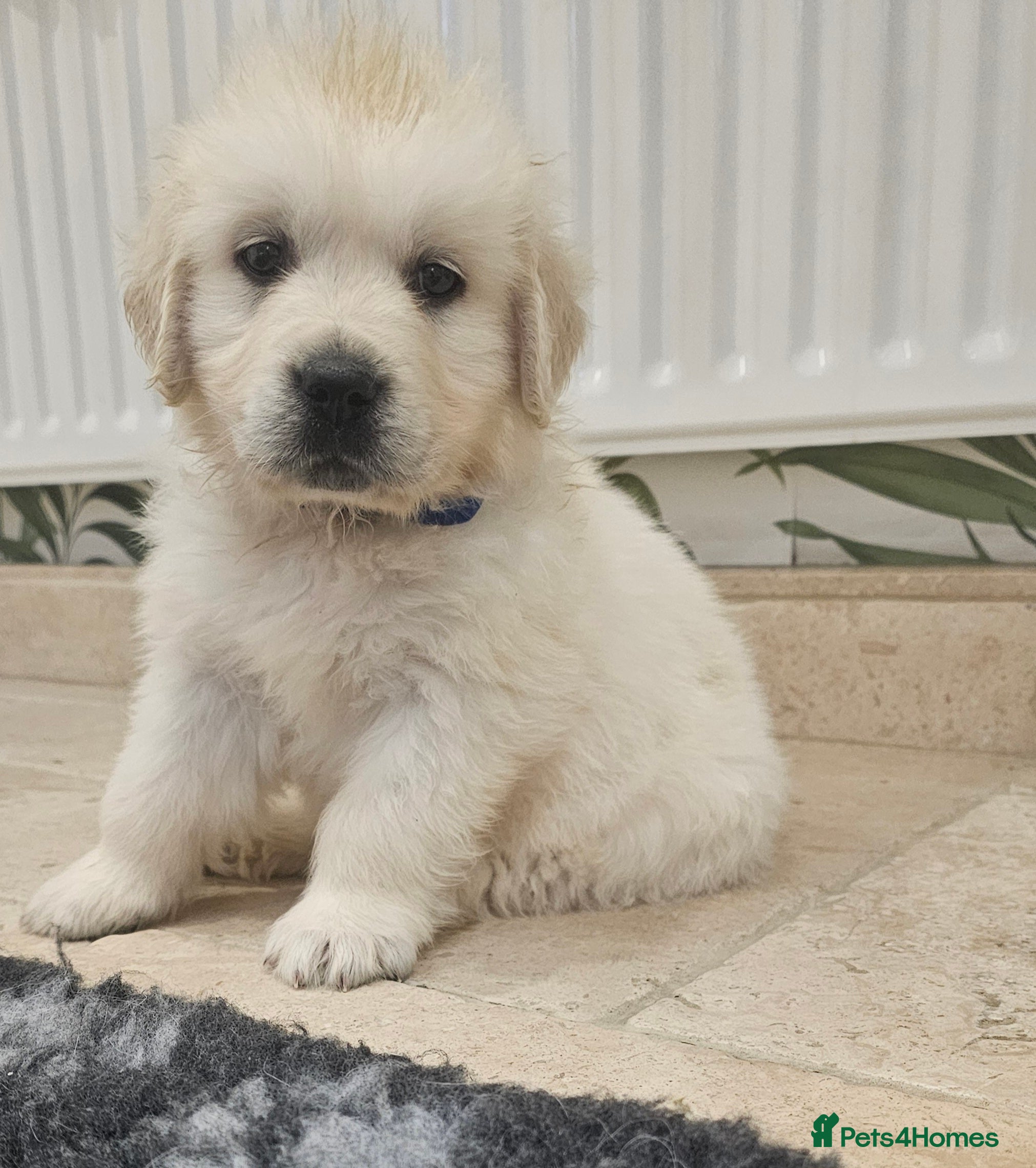 Golden Retriever dogs Extensively Health Tested English Cream Puppies - Advert 15