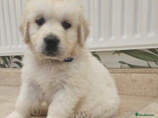 Golden Retriever dogs Extensively Health Tested English Cream Puppies - Advert 1