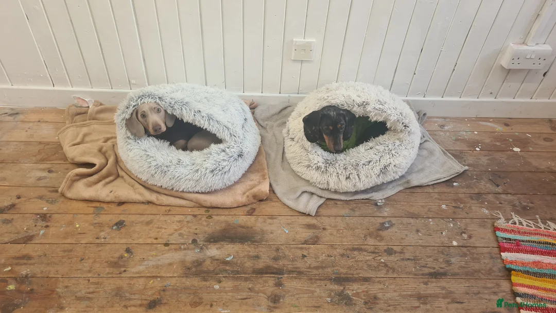 Miniature Dachshund dogs for stud: Stud dog available for studding - Advert 15