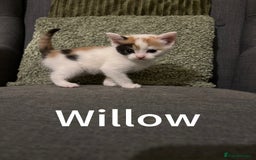 Mixed Breed cats for sale: 3 Female Calico and Tortie Kittens - 30 Nov - Image 3