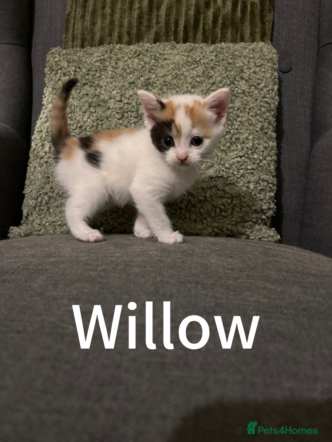 Mixed Breed cats for sale: 3 Female Calico and Tortie Kittens - 30 Nov - Image 3