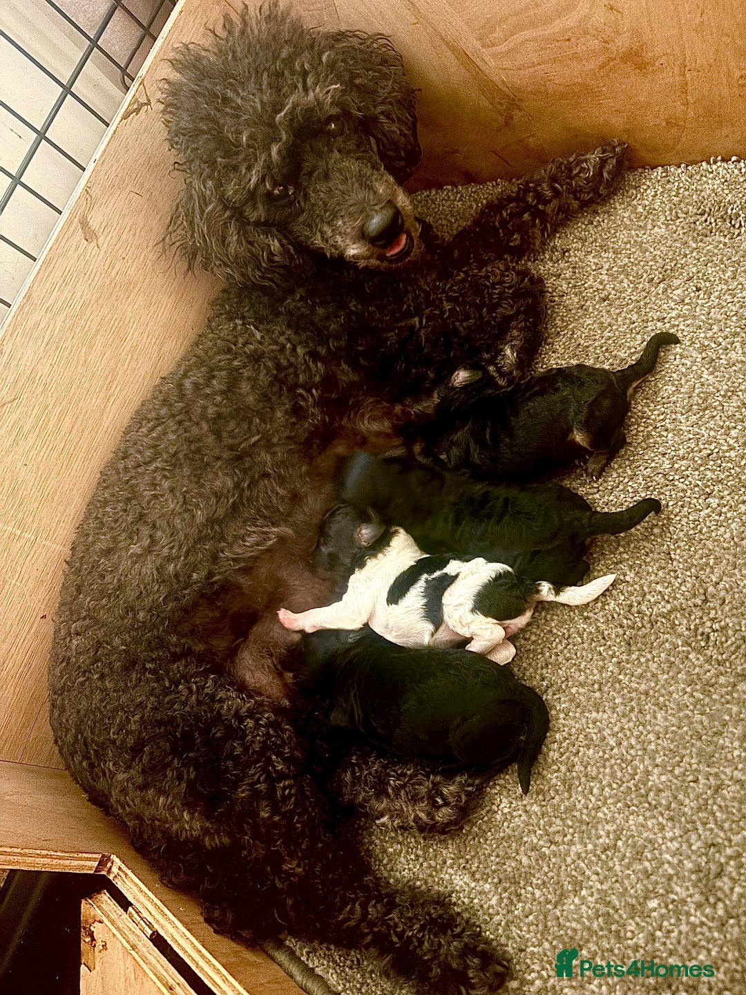 Toy Poodle dogs for sale: Our gorgeous and rare coloured toy poodles - Image 9