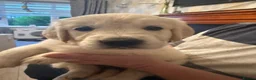 Golden Retriever dogs for sale: 8 beautiful golden retriever puppies - Advert 9