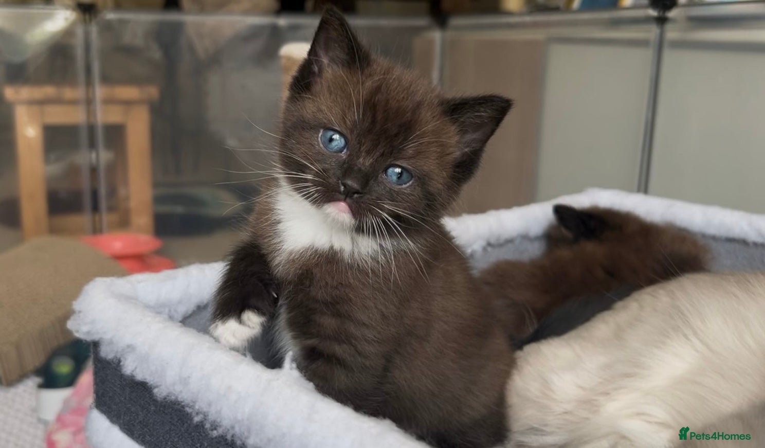 Ragamese cats 3 GIRLS LEFT! TWO SIAMESE AND ONE RAGDOLL - Advert 1