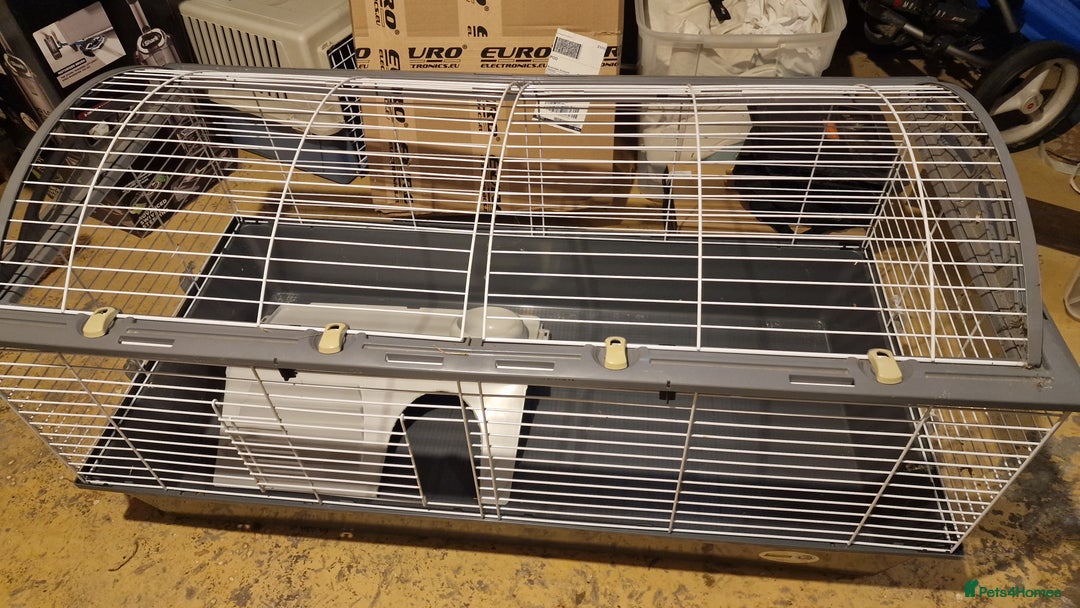 Guinea Pig rodents for sale: Guinea Pig set-up - Image 9