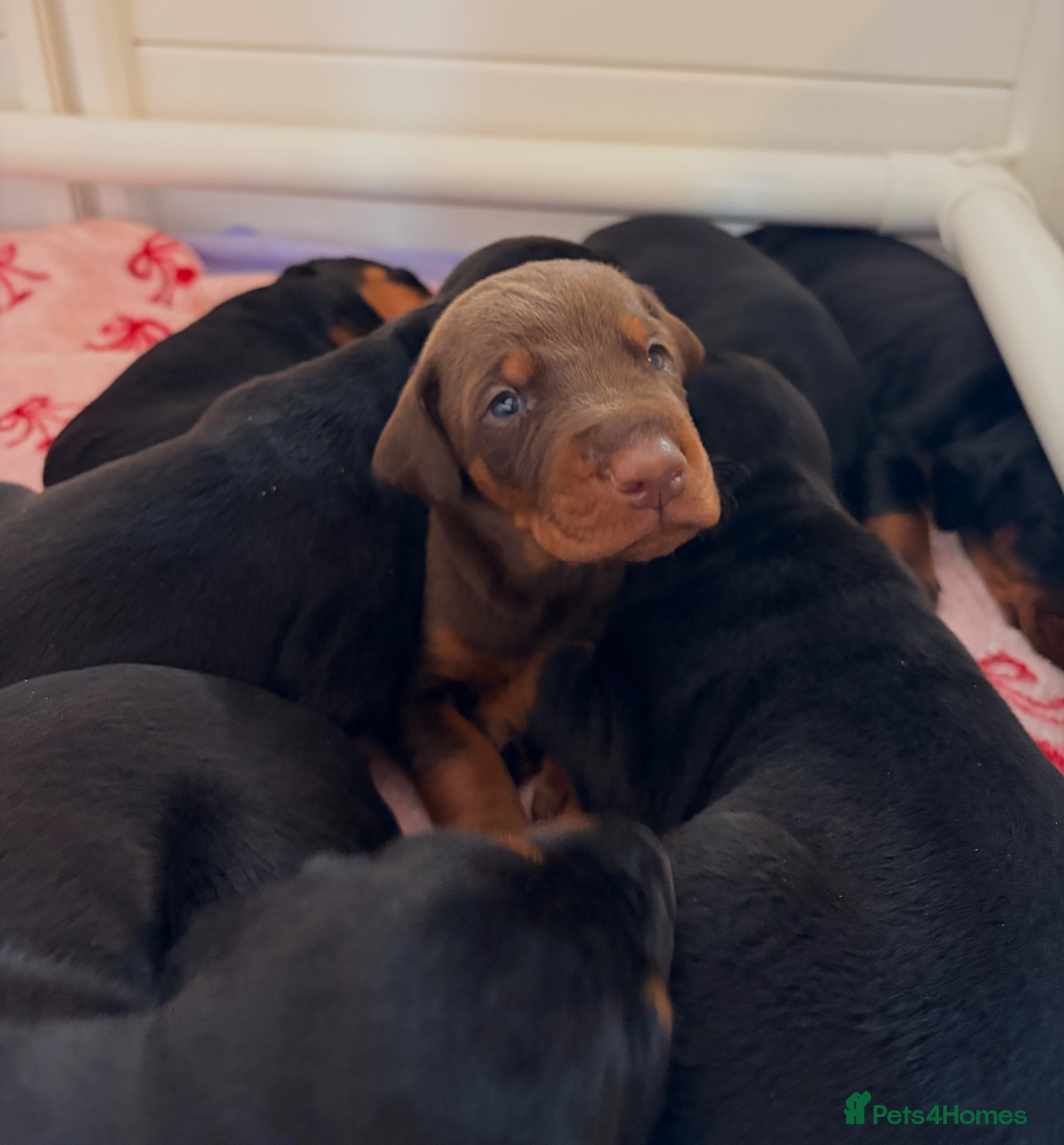 Dobermann dogs KC Registered Doberman Puppies | Health Tested 🐾 - Advert 1