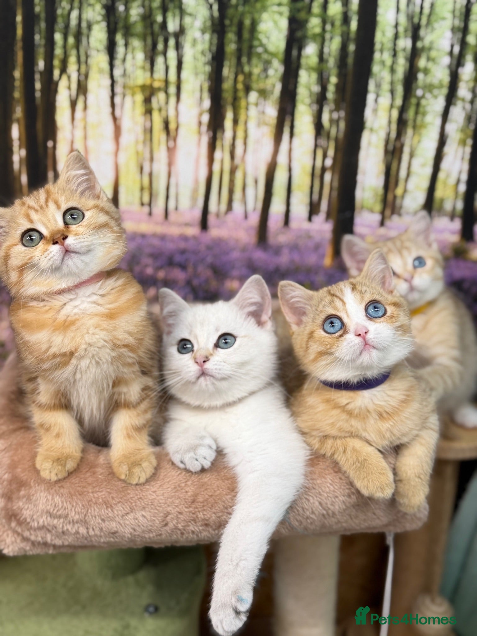 British Shorthair cats British Shorthair golden odd/blue eyed kittensGCCF - Advert 10