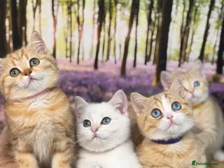 British Shorthair cats British Shorthair golden odd/blue eyed kittensGCCF - Advert 10