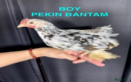 Chickens poultry for sale: Beautiful Pekin Bantam chicks for sale - Image 1