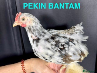 Chickens poultry - Advert 32