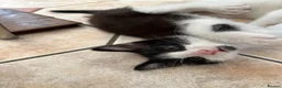 Mixed Breed cats for sale: domestic shorthair tuxedo boy in Cardiff - Advert 2