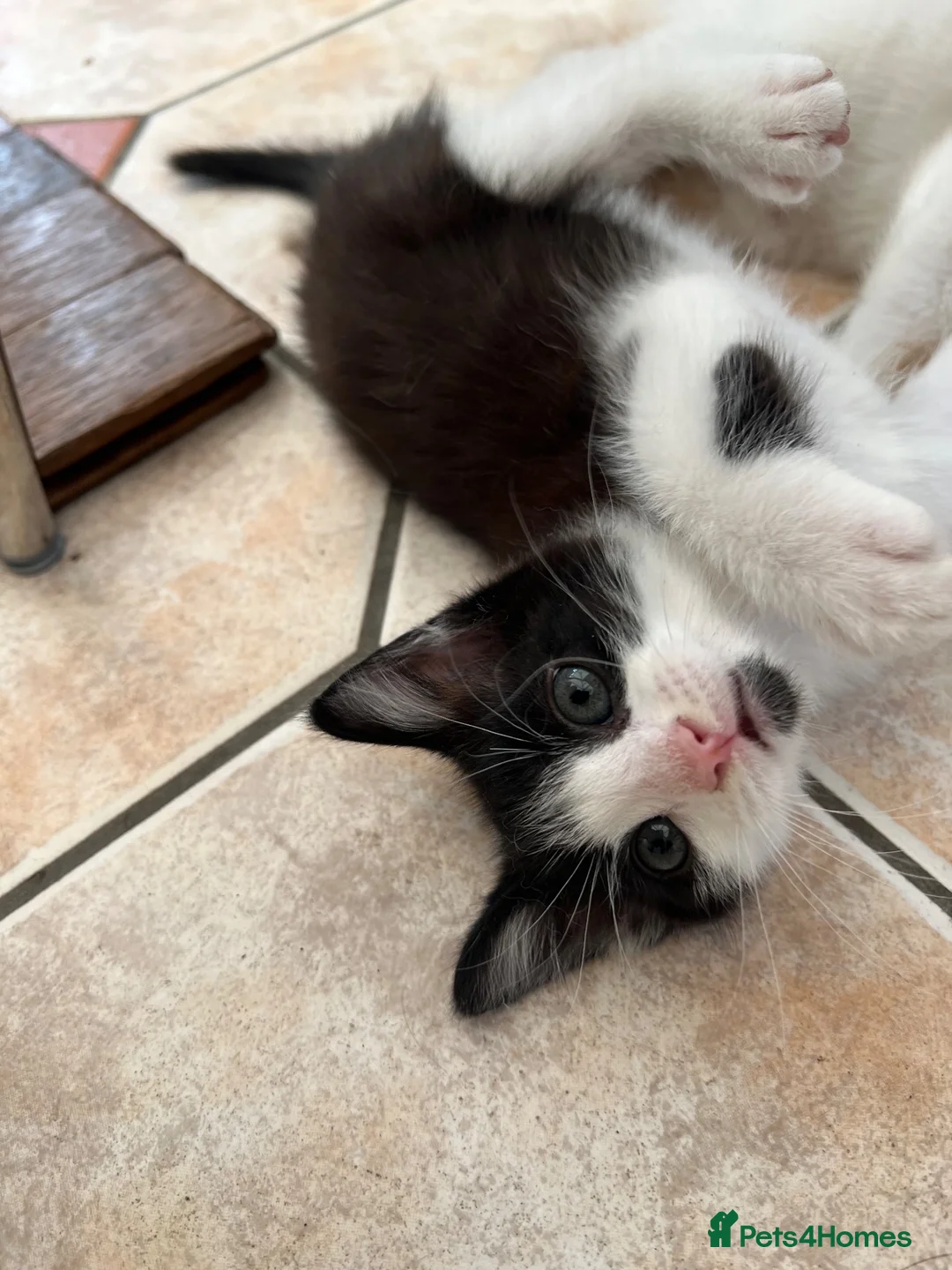 Mixed Breed cats for sale: domestic shorthair tuxedo boy in Cardiff - Advert 2