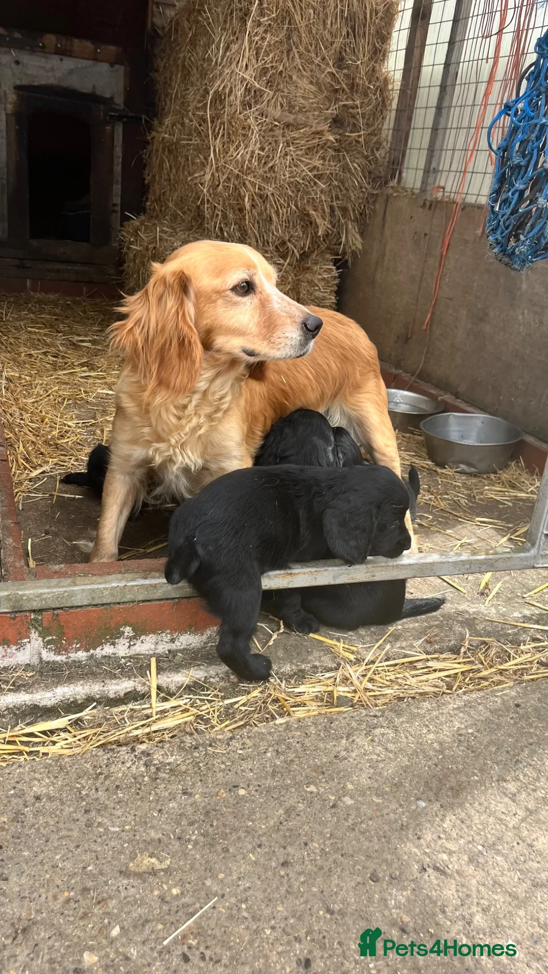 Cocker Spaniel dogs for sale: Working cocker spaniel  - Advert 2