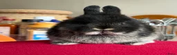 Netherland Dwarf rabbits for sale: Two netherland dwarfs and a mini lop - Advert 3