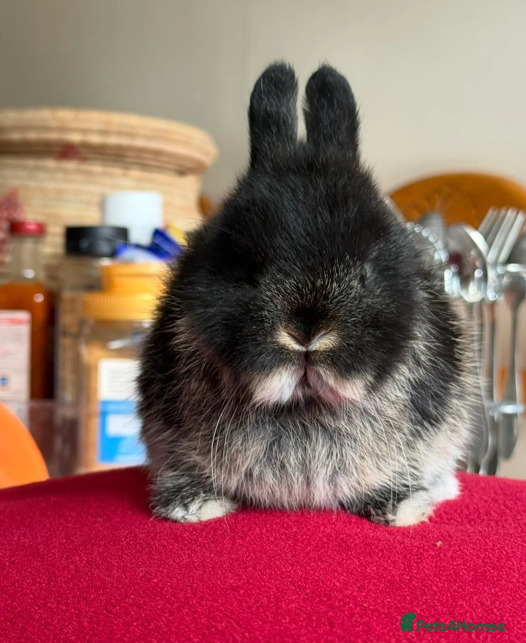 Netherland Dwarf rabbits for sale: Two netherland dwarfs and a mini lop - Advert 3