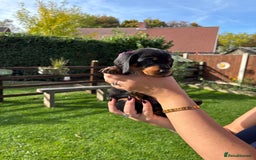 Dachshund dogs for sale: Kc standard Black and Tan dachshunds - Image 17