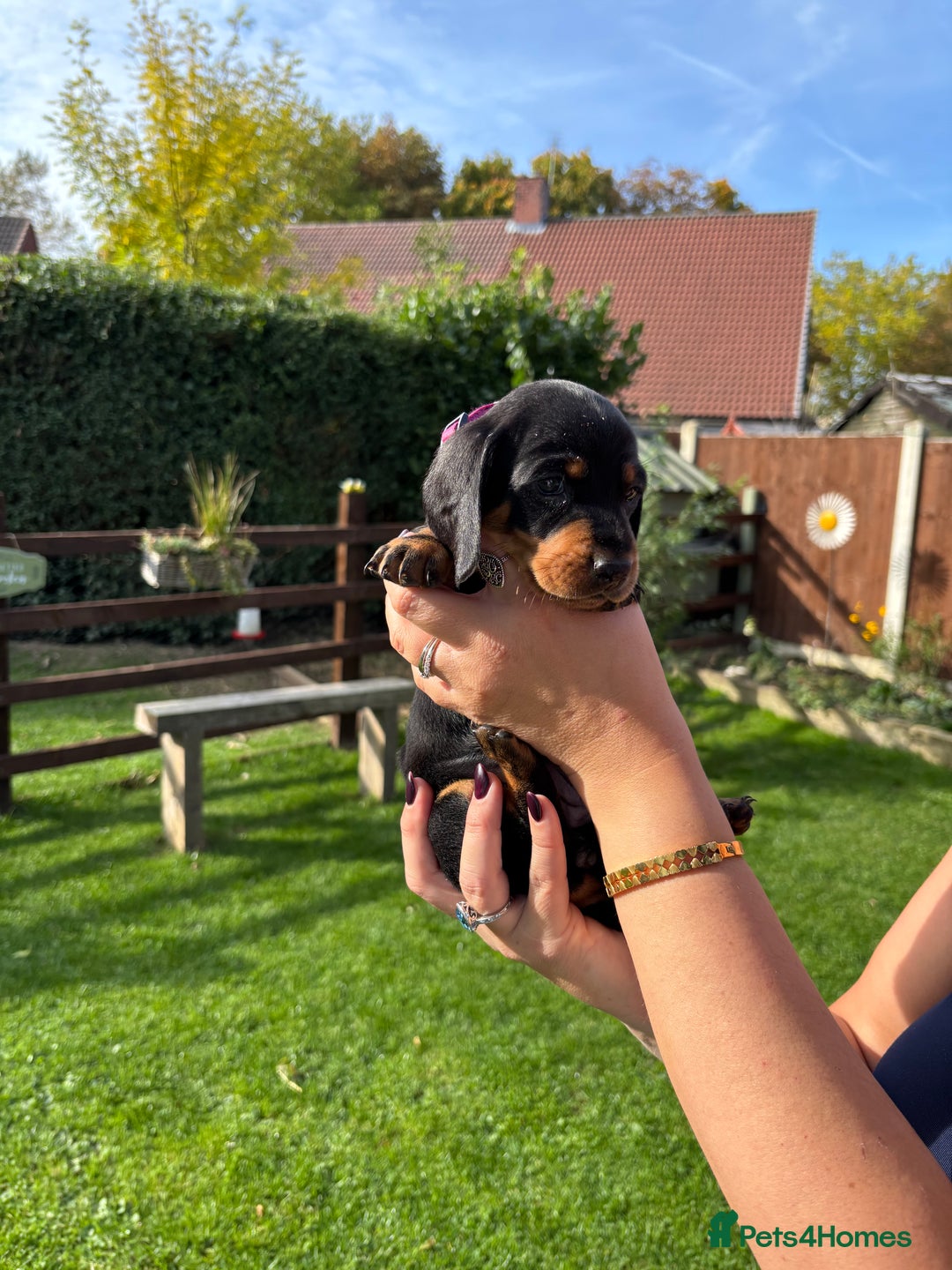 Dachshund dogs for sale: Kc standard Black and Tan dachshunds - Image 17