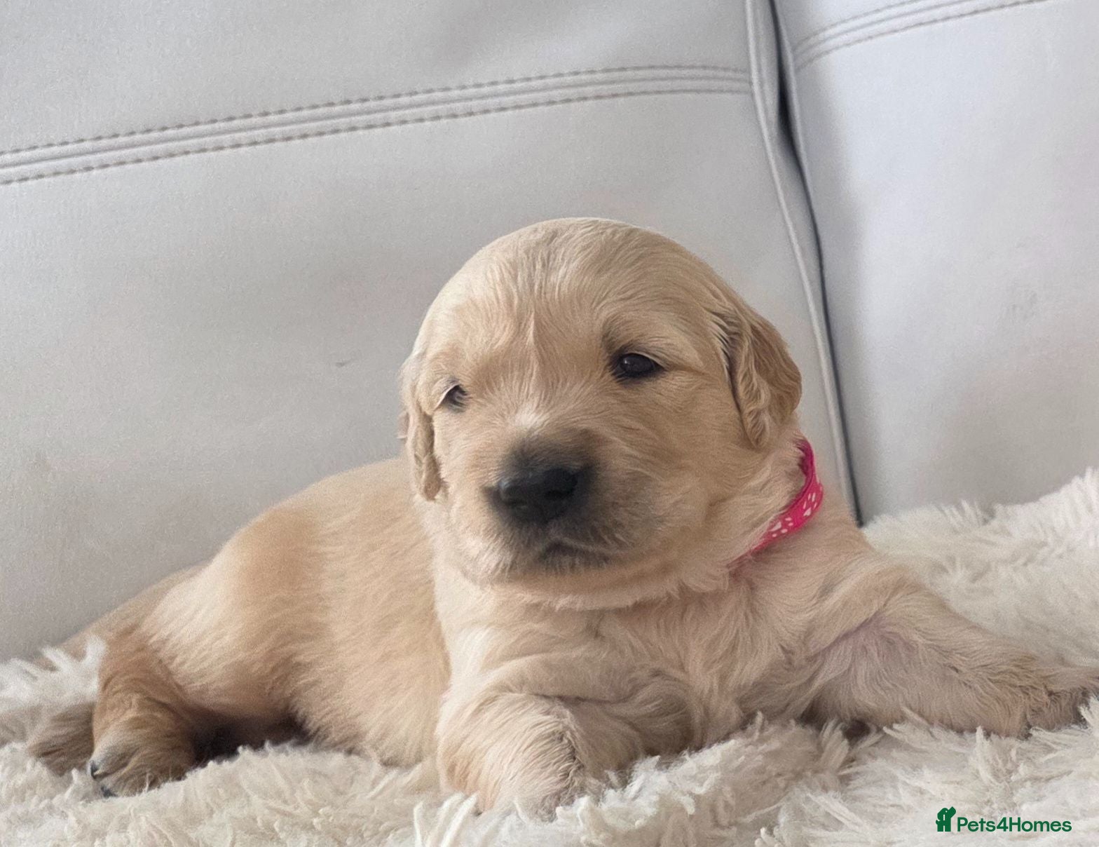 Golden Retriever dogs 5* Golden Retriver puppies - Advert 2