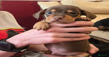 Mixed Breed dogs - Advert 15