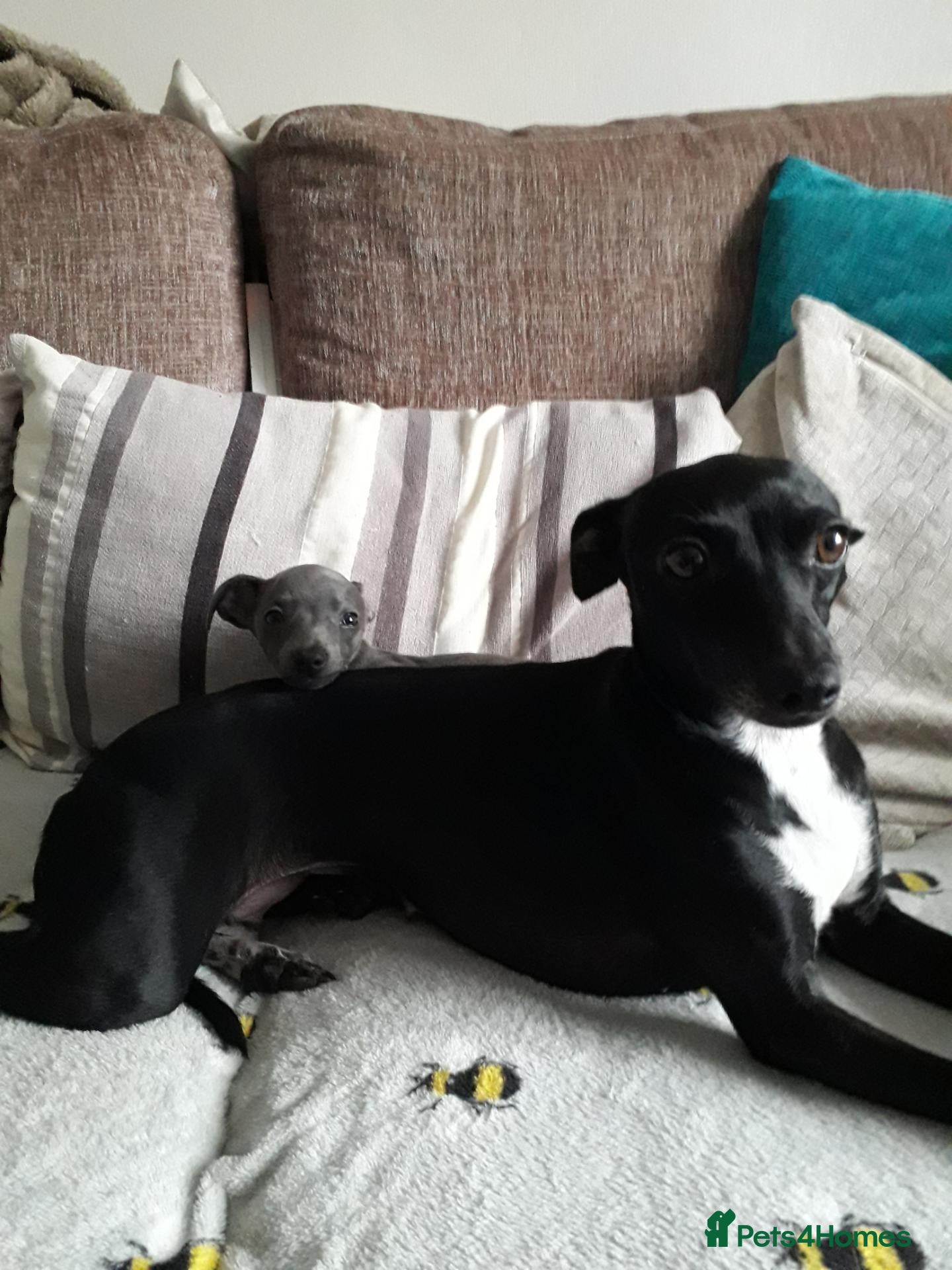 Italian Greyhound dogs Italian greyhound pups - Advert 4