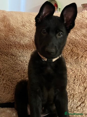 German Shepherd dogs - Advert 1