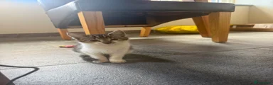 Short haired tabby