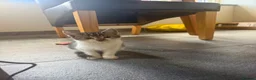 Mixed Breed cats for sale: 3 Beautiful Kittens for Sale - Advert 18