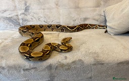 Boa Snake reptiles for sale: Baby Boa Constrictor  - Image 8