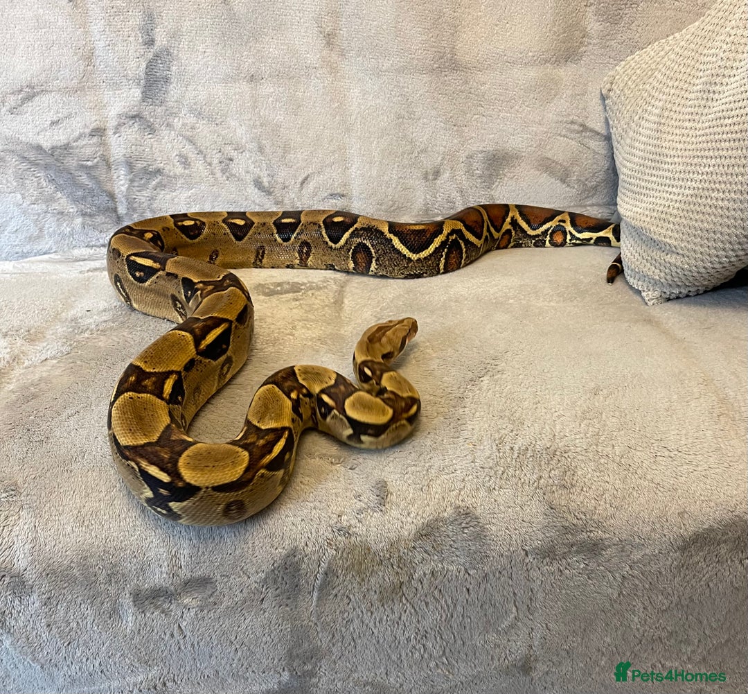 Boa Snake reptiles for sale: Baby Boa Constrictor  - Image 8