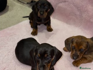 Miniature Dachshund dogs - Advert 15