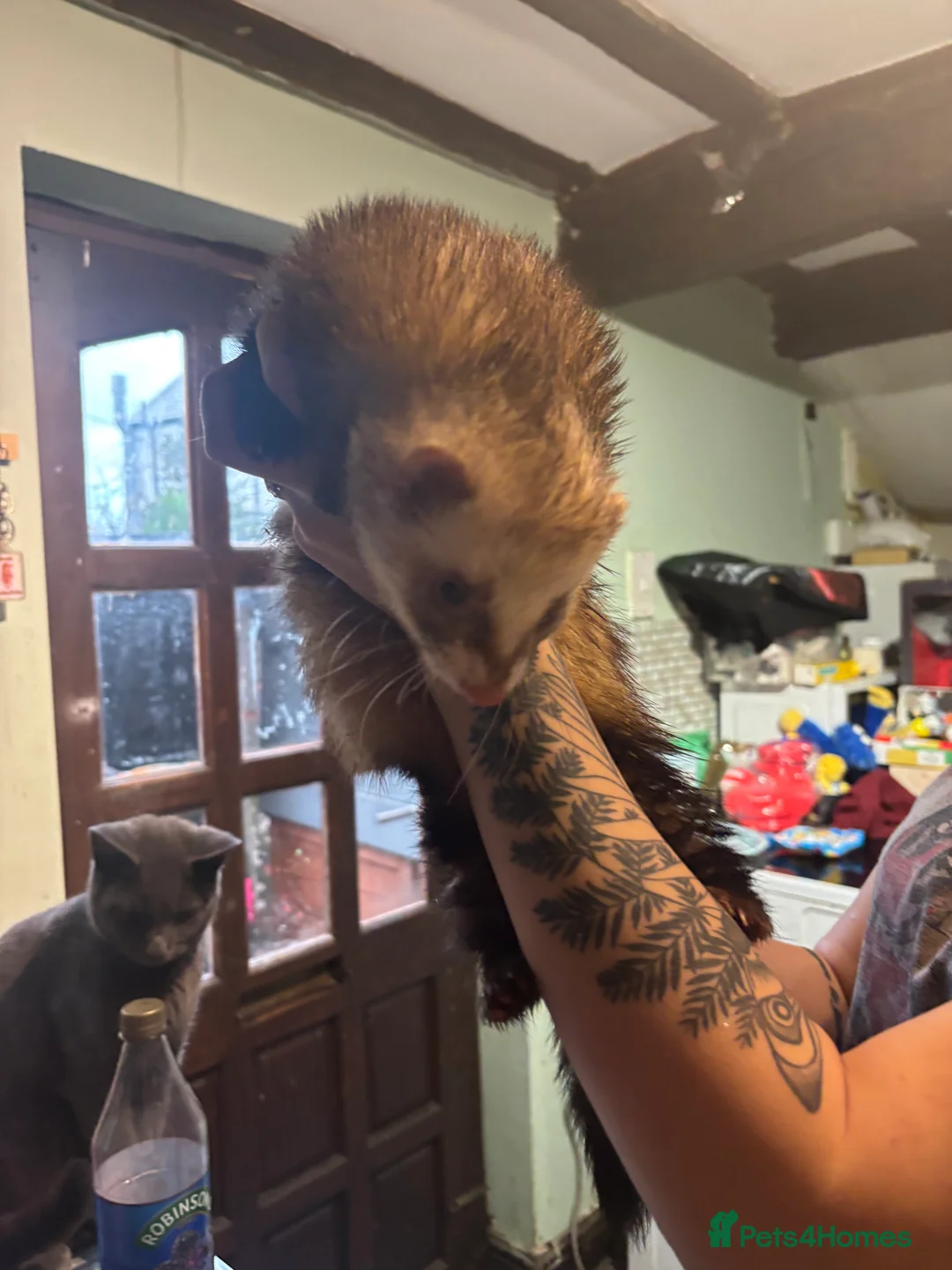 Ferret rodents for sale: Polecats x2 males  - Advert 6