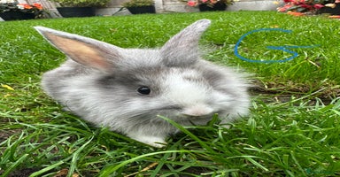 Lionhead rabbits - Advert 10