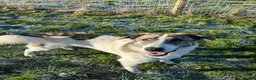 Mixed Breed dogs for adoption: 🌸 FLO - Now is her time to bloom🌸 in Worcester - Advert 4