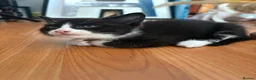 Mixed Breed cats for sale: Adorable kittens ready for loving homes - Advert 20