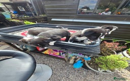 Border Collie dogs for sale: Border Collie pups for sale - Image 3