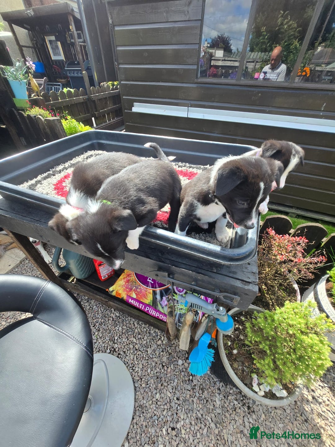 Border Collie dogs for sale: Border Collie pups for sale - Image 3