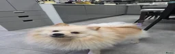 Pomeranian dogs for sale: Fluffy Pedigree Pomerainam Rehome - Advert 5