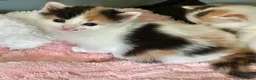 Mixed Breed cats for sale: 5 fabulous kittens for sale… - Advert 24