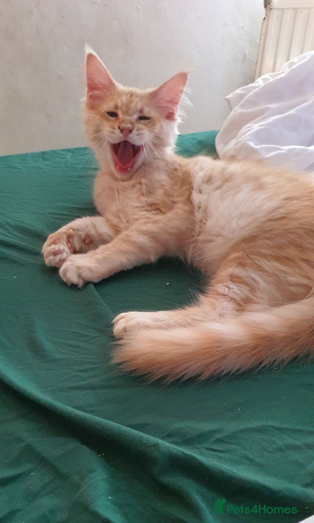 Maine Coon cats Maine coon 😸 Last cream boy left - Advert 2