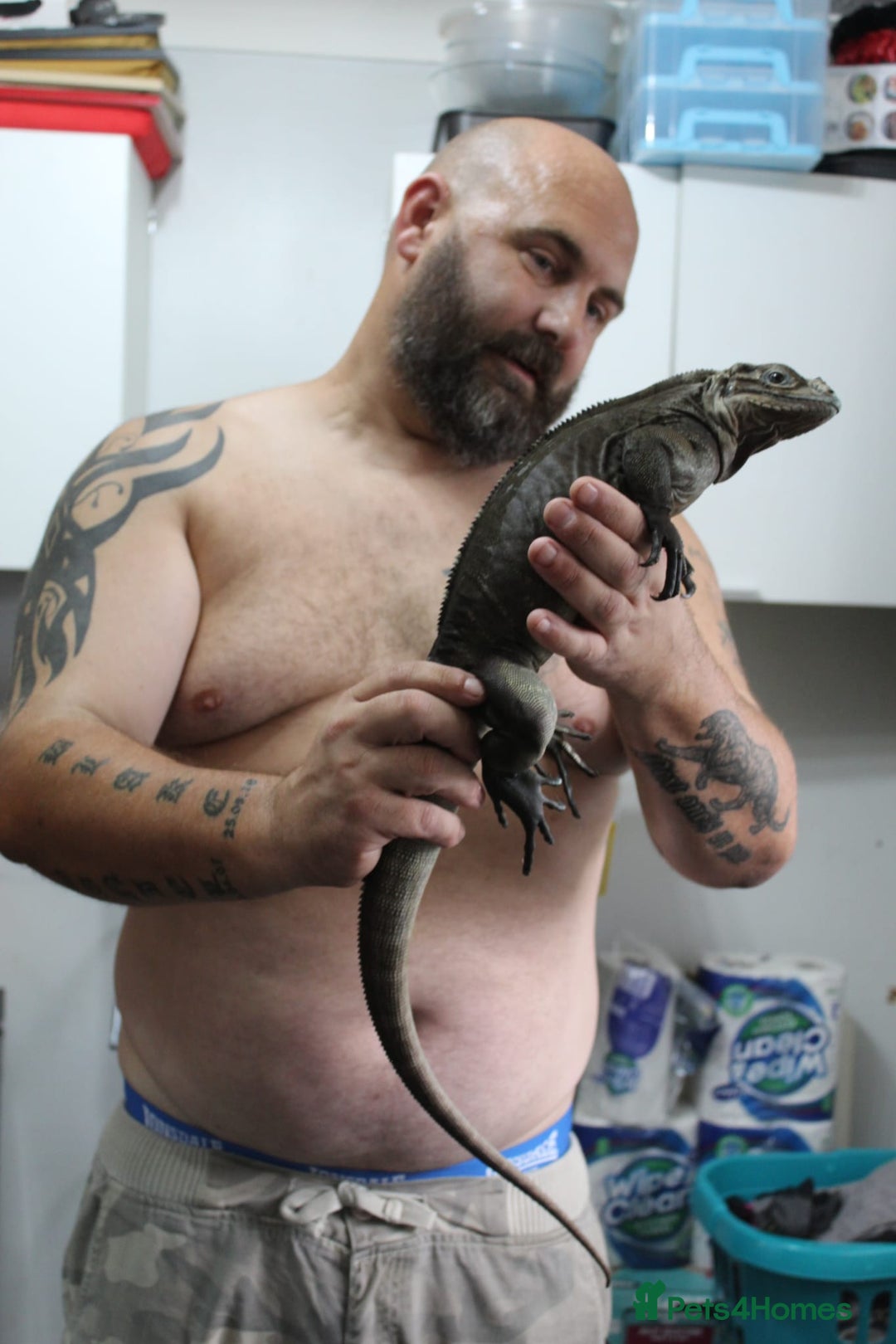 Iguana reptiles for sale: Rhino iguana  - Image 2